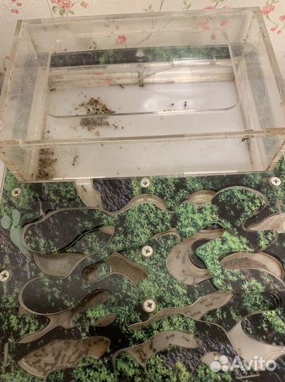 Формикарий с муравьями