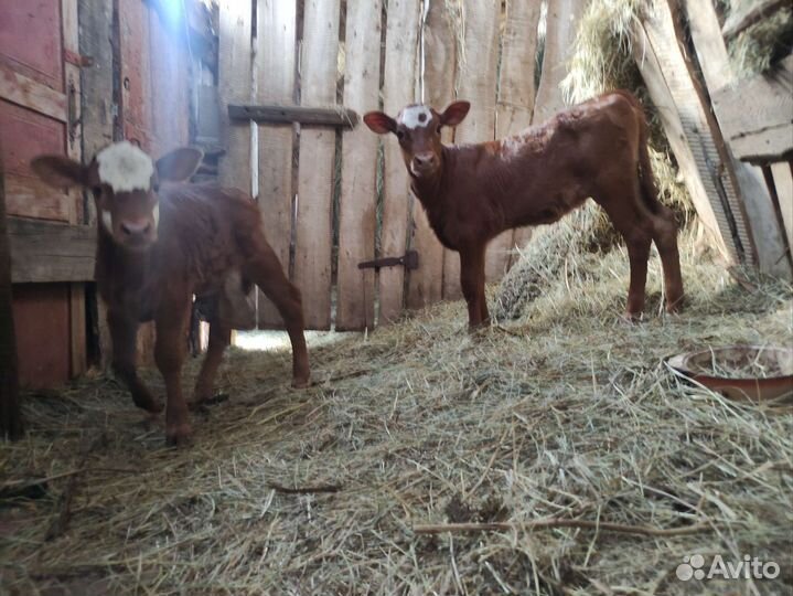 Телочки 4 месяц