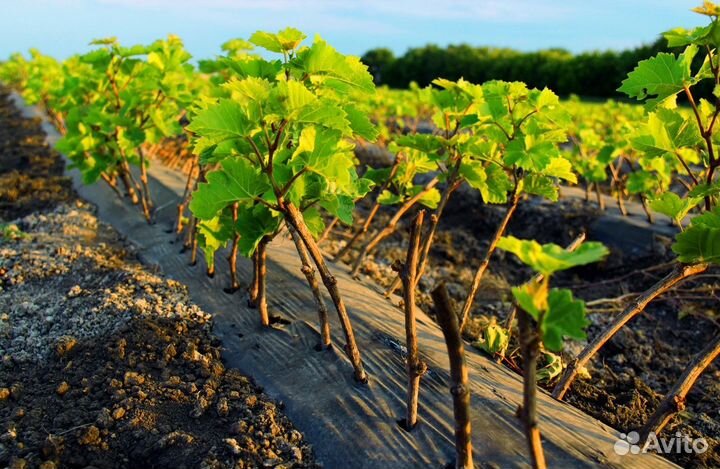 Виноград культурный 