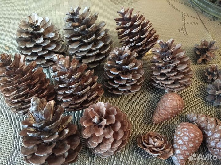 Шишки крупные кипарис сосна декор