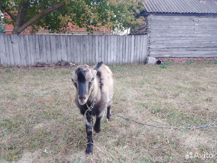 Козлик ламанча