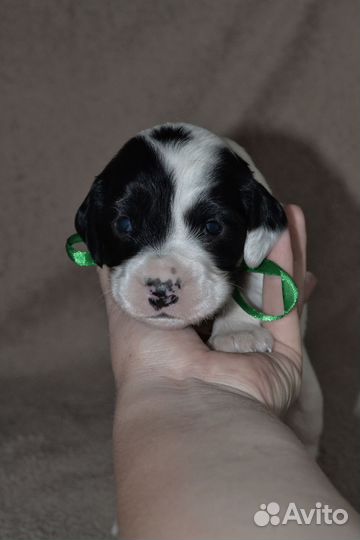 Русский Охотничий спаниель