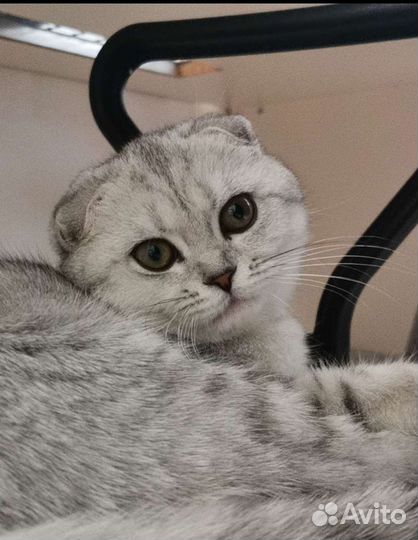 Шотландская вислоухая кошка