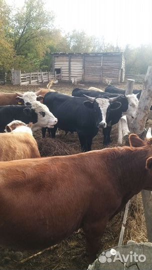 Быки на откорм