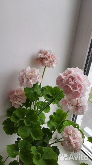 Пеларгония сортоая