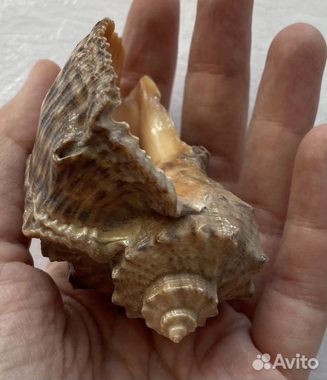 Ракушка морская