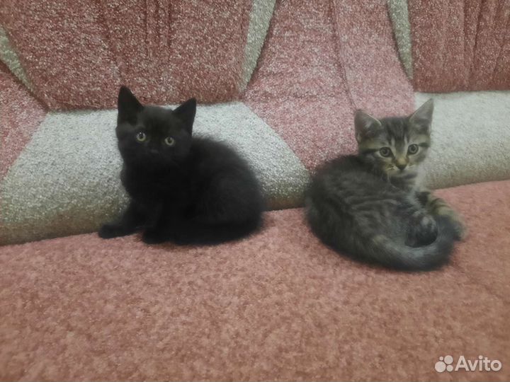 Кот и кошка