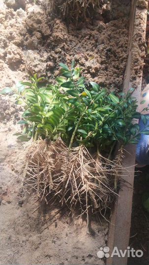 Сеянец самшита