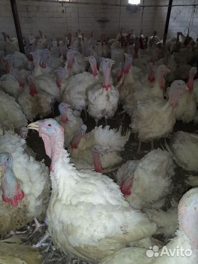 Индюки большие