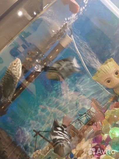 Аквариум с рыбками