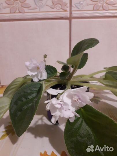 Белая фиалка с фото, не лист