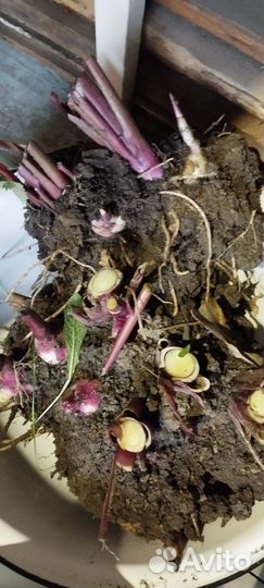 Клубни канны