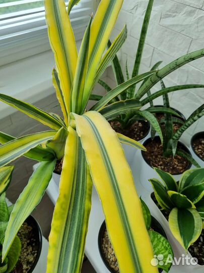 Домашние растения Сансевьерии