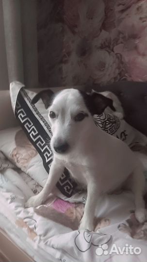 Щенок джек рассел