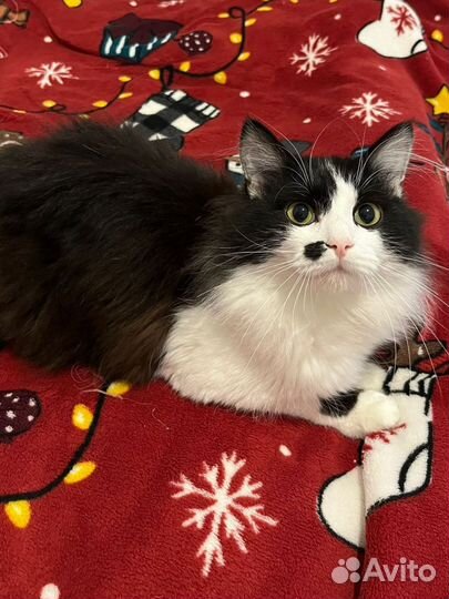 Котик Васька