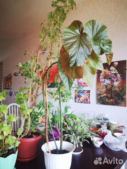 Продам цветы комнатные