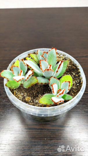 Кактусы и суккуленты