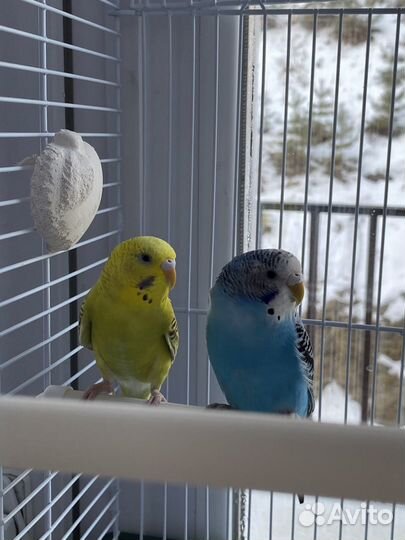 Волнистые попугаи с клеткой