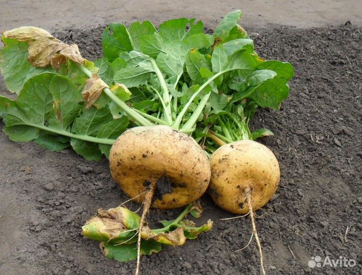 Семена овощей