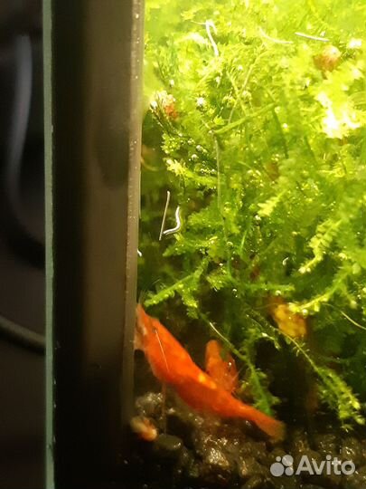 Аквариумные креветки Черри