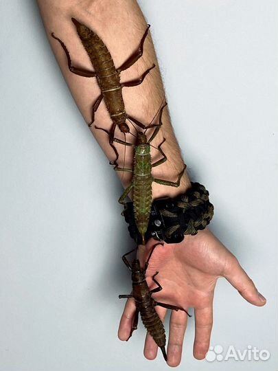 Новогвинейский палочник