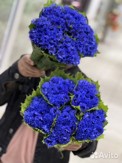 Васильки цветы