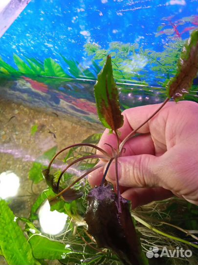 Аквариумное растение