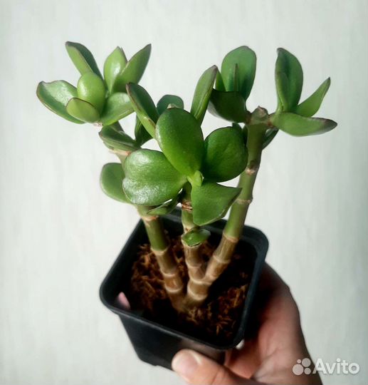 Сортовые Крассулы (Толстянки)