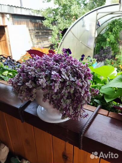 Традесканция