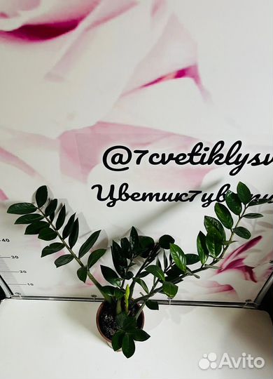 Замиокулькас