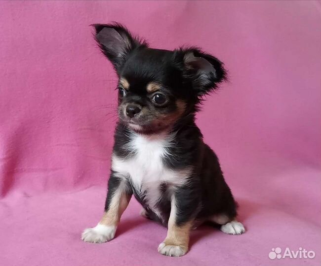 Чихуахуа мальчик