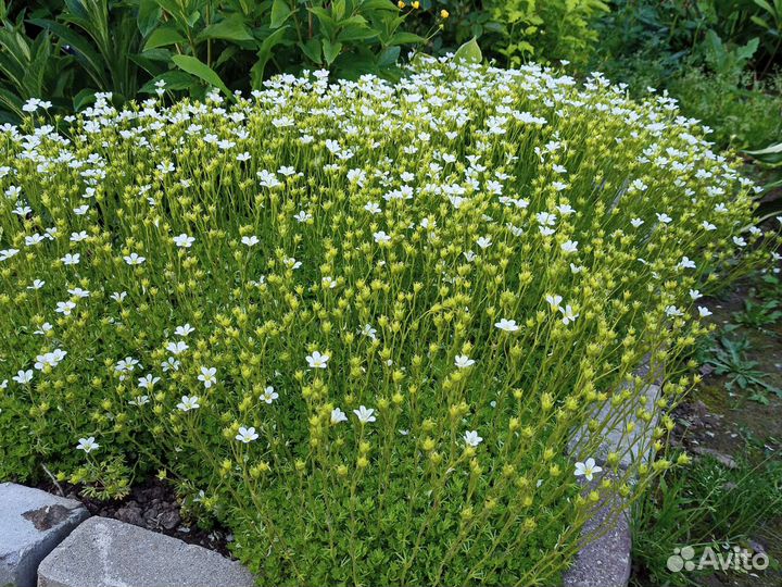 Почвопокровники. Вербейник, флокс,живучка и др