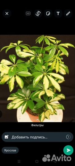 Комнатные цветы шефлера