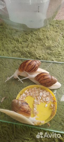Улитки архахатины
