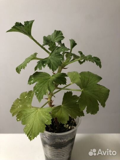 Королевская пеларгония