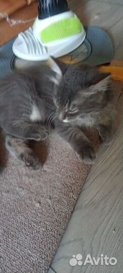 Котенок мальчик от домашней кошки