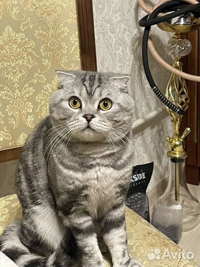 Отдам кота в добрые руки