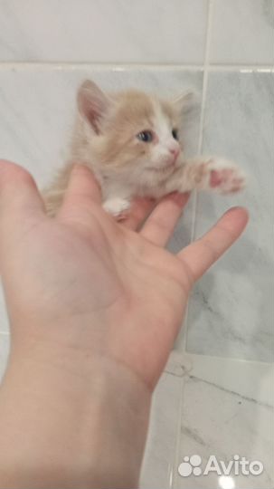 Кошка в дар