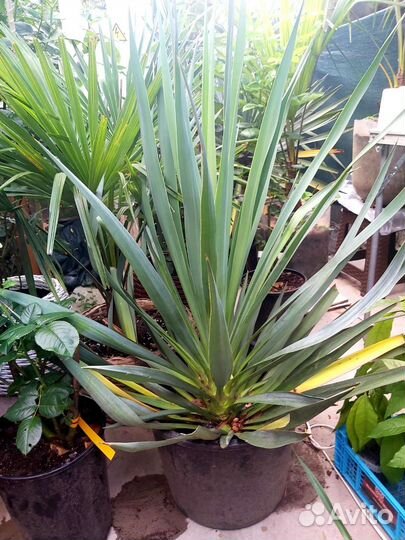 Пальма юкка