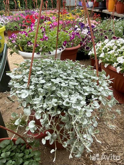 Дихондра серебристый водопад, Изумрудный