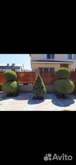 Стрижка обрезка деревьев