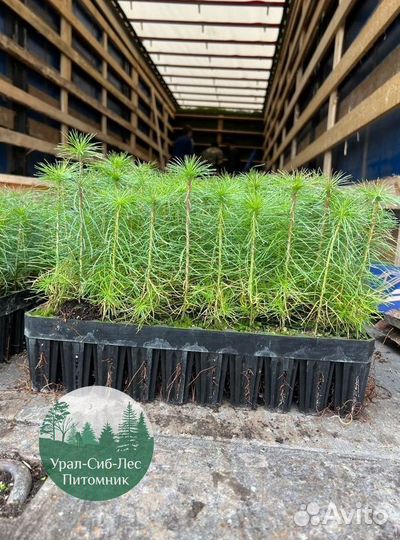 Сеянцы зкс Сосна Ель Лиственница окс Голуб Горн