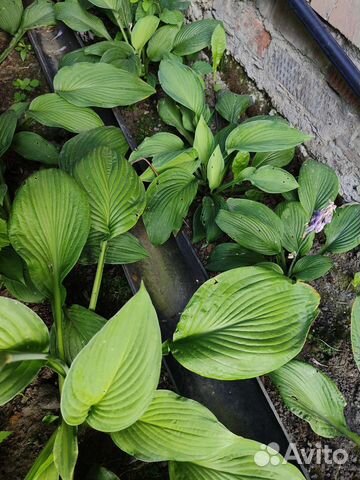 Хоста растение