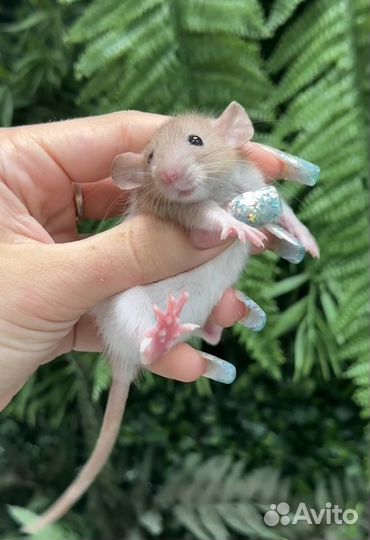 Редкие крысята дамбо от питомника. Крыса Дамбо