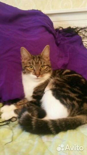 Молодая, красивая, нежная кошка в дар