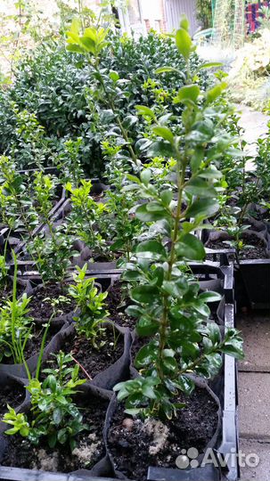 Саженцы самшита