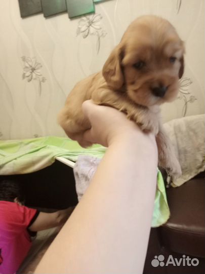 Английский кокер спаниель