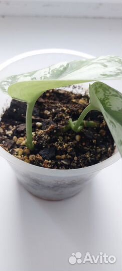 Сциндапсус пиктус треби Exotica