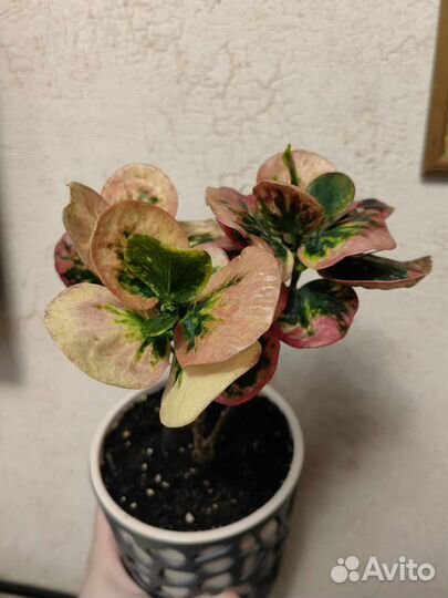 Кротон тайский