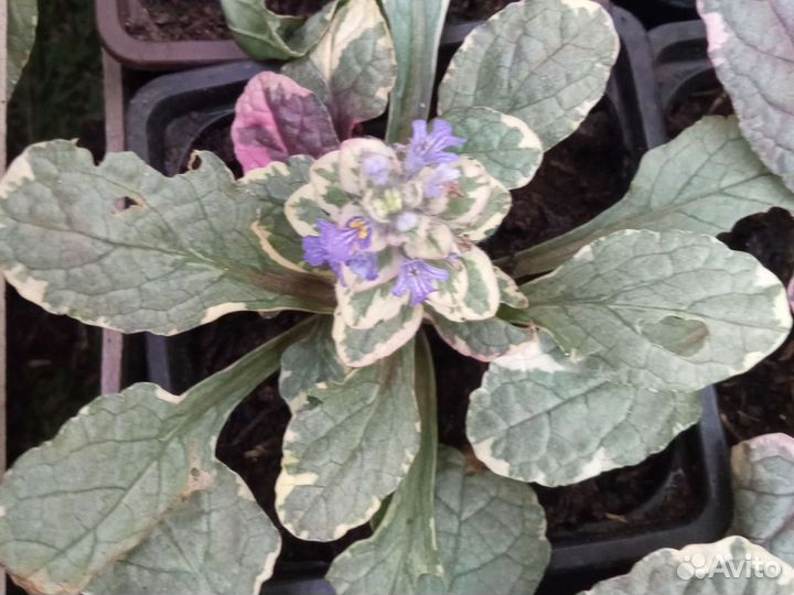 Живучка ползучая